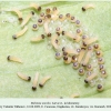 melitaea aurelia daghestan larva1